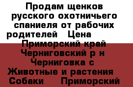 Продам щенков русского охотничьего спаниеля от рабочих родителей › Цена ­ 4 000 - Приморский край, Черниговский р-н, Черниговка с. Животные и растения » Собаки   . Приморский край